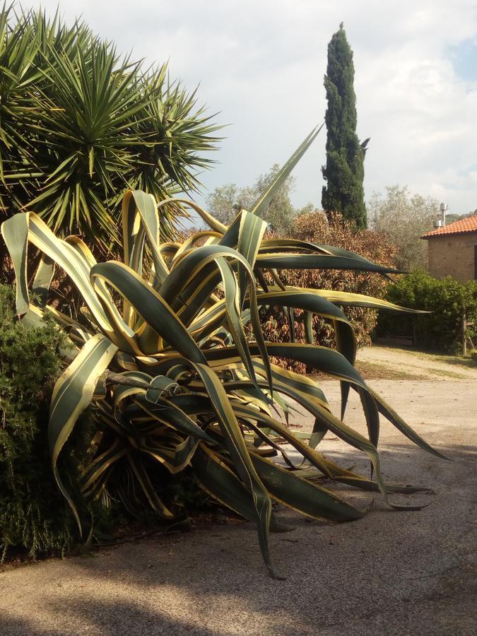 Case Cordovani Magliano in Toscana Εξωτερικό φωτογραφία