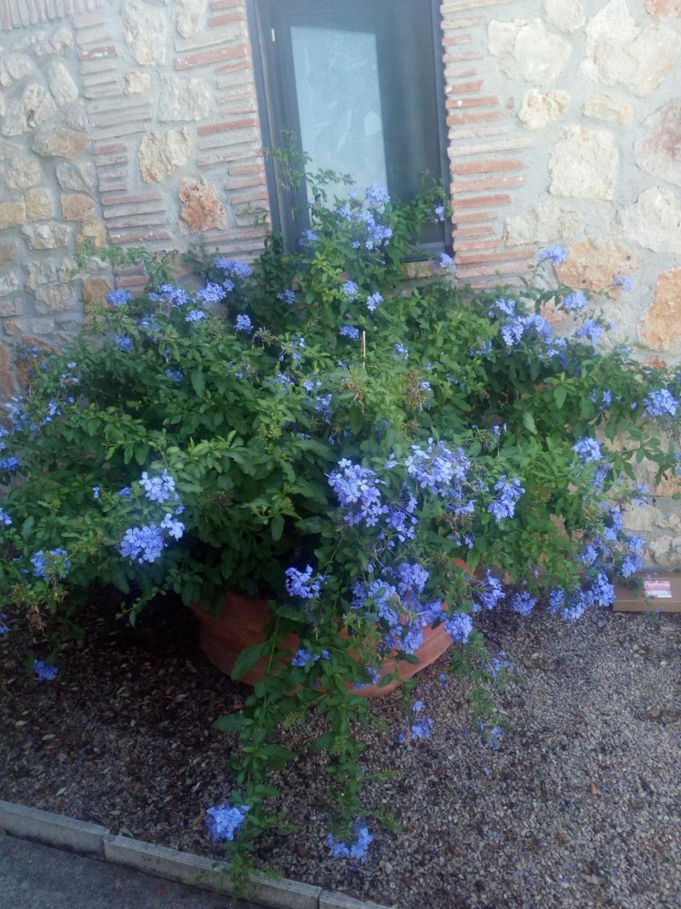 Case Cordovani Magliano in Toscana Εξωτερικό φωτογραφία